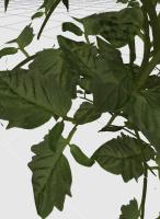 gazebo leaf project project thumbnail