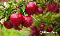Fruit classification project thumbnail