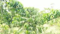 coffee-ripeness-detection project thumbnail