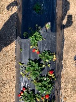 strawberry ripeness detection project thumbnail