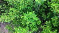 classificacao_floradas_apicolas project thumbnail