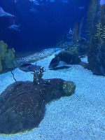 Marine_Biology project thumbnail