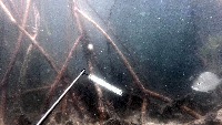 UnderWater Fish Detection project thumbnail