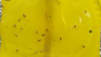 Oriental fruit fly detect project thumbnail