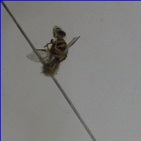 Oriental-fruit-fly project thumbnail