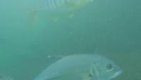 Fish detection project thumbnail