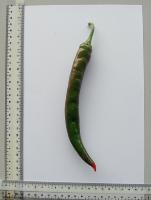 Chili Maturity project thumbnail