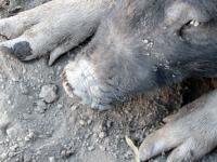 YoloAnimals project thumbnail