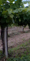 Grape-poly project thumbnail