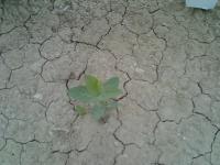 Field Plants Detection project thumbnail