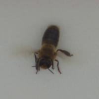 Pest_Detection_Final project thumbnail
