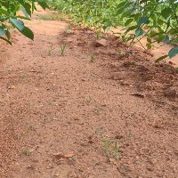 GM-CROPS project thumbnail