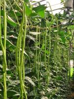 cowpea project thumbnail