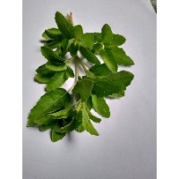 tulsi project thumbnail