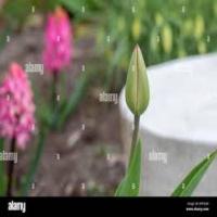 Bloomed project thumbnail