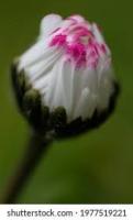 Unbloomed project thumbnail