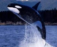 whale project thumbnail