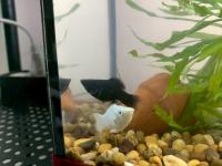 fine tune fish project thumbnail