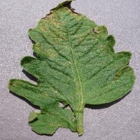 Tomato Leaf Disease project thumbnail
