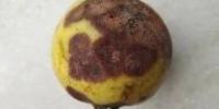 plant diseases detection project thumbnail