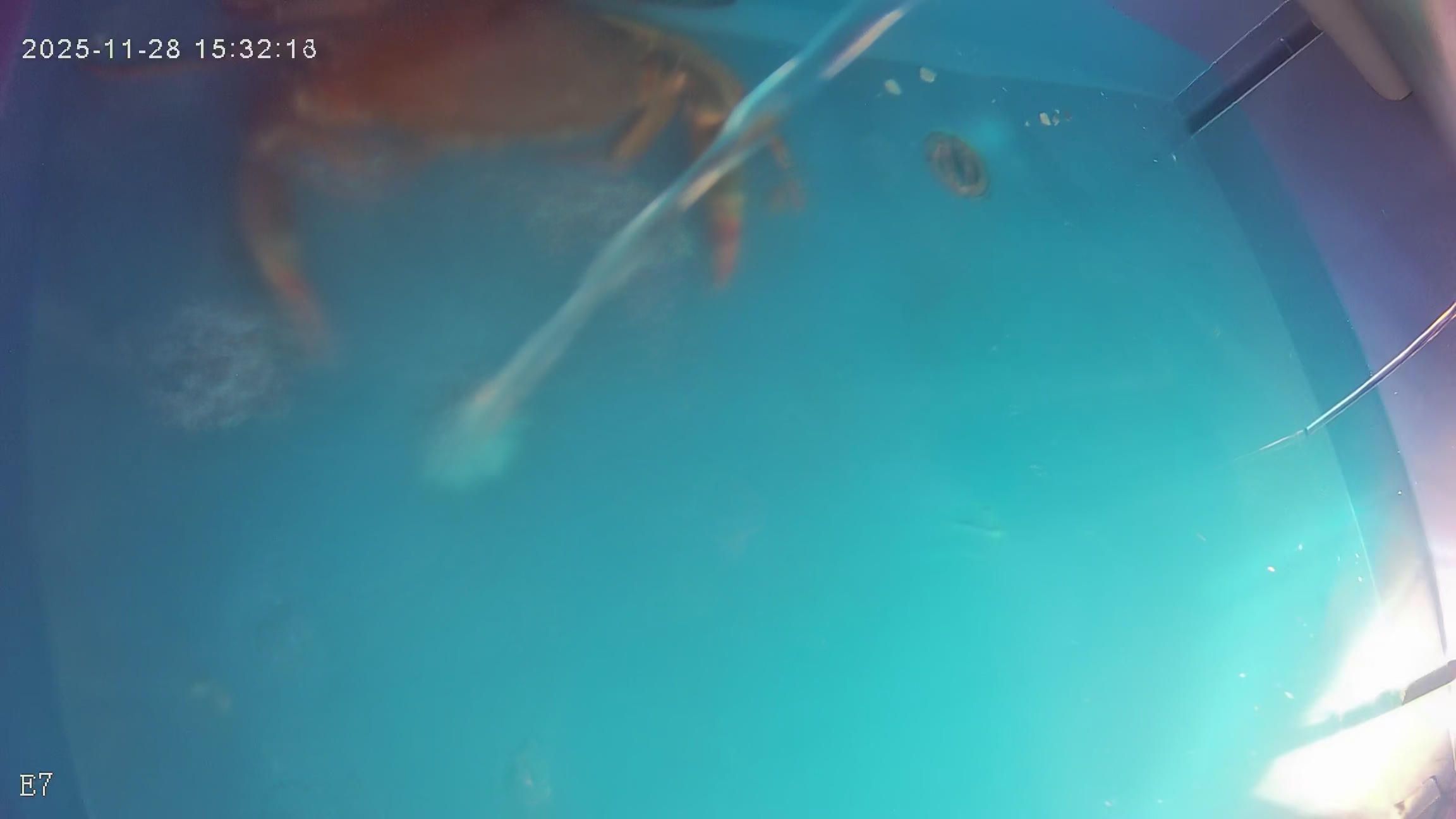 crab Object Detection Dataset by underwaterfishannotation
