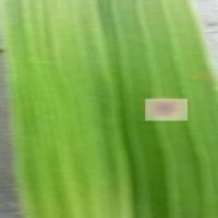 Rice Disease Anotation project thumbnail