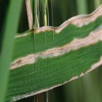 Rice Leaf Diseases project thumbnail