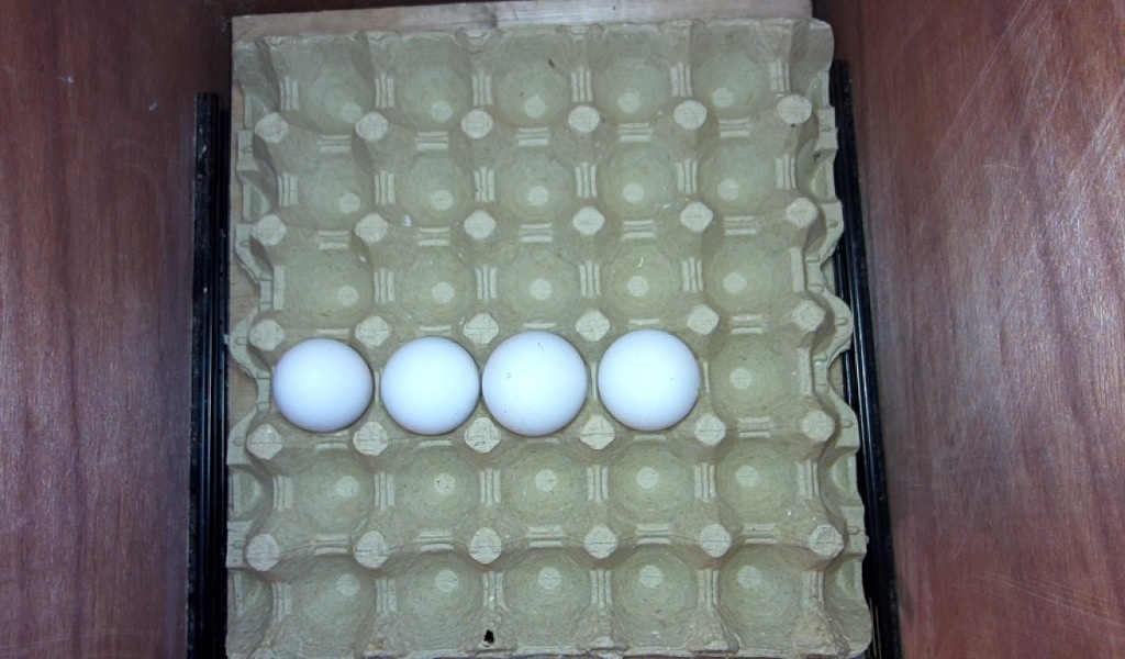 yolo11-eggs-seg Instance Segmentation Model by moe