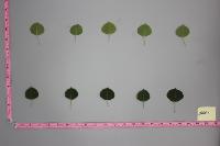 petiole of a leaf detection project thumbnail
