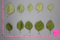 petiole of leaves detection project thumbnail