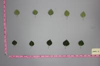 Leaf segmentation project thumbnail