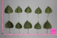 HP leaf seghmentation project thumbnail