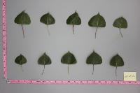 petiole of leaf detection project thumbnail