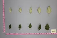 leaf petiole project thumbnail