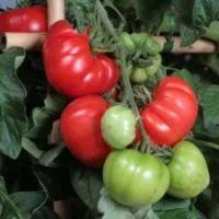 Tomatoes project thumbnail