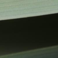 Pest detection project thumbnail