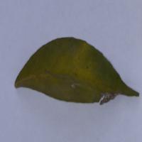 leaves project thumbnail