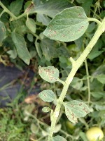 plant_disease_detection 2 project thumbnail