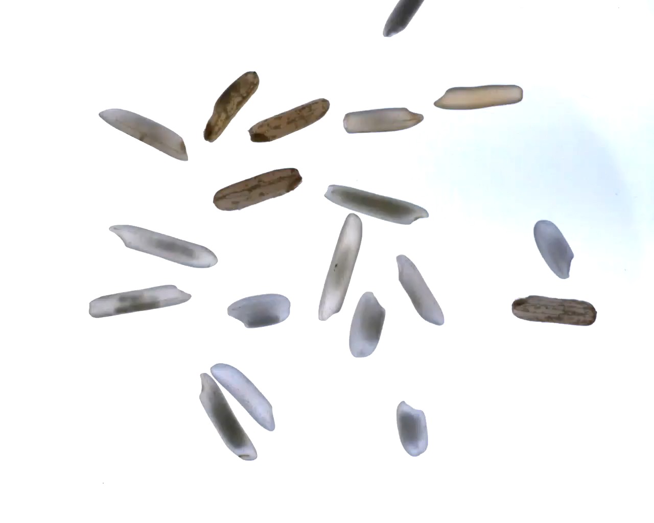Random Rice Shape identify rice type - Roboflow Universe