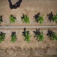 weed Detection project thumbnail