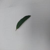 Medicinal-leaves project thumbnail
