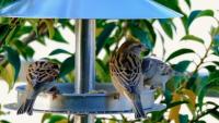 Bird Detection project thumbnail