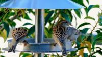 Birds Detection project thumbnail