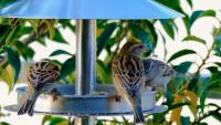 Bird Detection project thumbnail