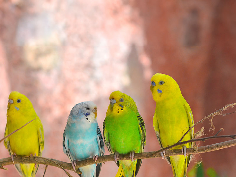 セキセイインコ 小鳥ぽんぽん セキセイインコレインボー その他置物 Tao 通販