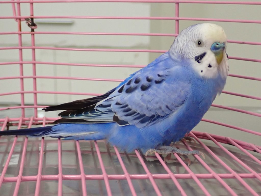 セキセイインコ Object Detection Dataset by a