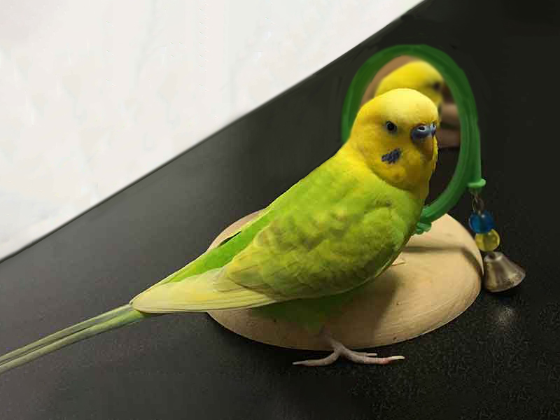 セキセイインコ Object Detection Dataset by a