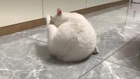 Test_cat_2 project thumbnail