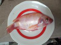 fish-classification project thumbnail