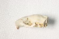 Bone_Identification_White_Bg project thumbnail